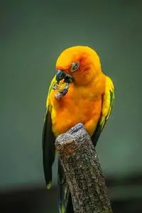 Blue Throated Parrot Natural Birds phone wallpaper