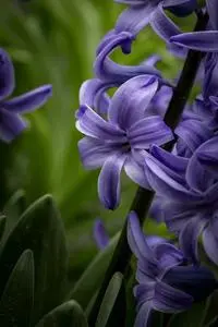 Hyacinth Flower High Contrast phone wallpaper