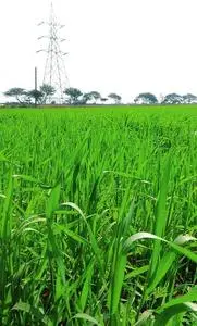 Natural Naturally Grass Green phone wallpaper