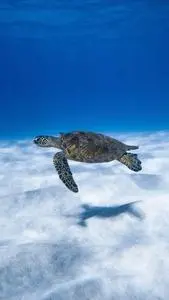 Big aquatic turtle swimming in blue sea phone wallpaper background