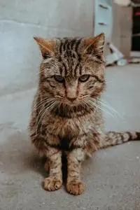 Brown Tabby Cat on Gray Floor phone wallpaper background