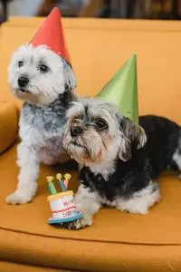 Calm small dogs in party hats phone wallpaper background