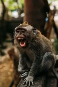 Cute monkey with open mouth shouting while sitting on shabby wooden board in zoological park with...