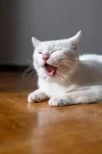 Cute White Cat Yawning while lying on a Wooden Floor phone wallpaper background