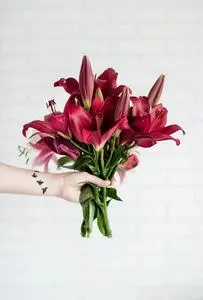 Person Holding Maroon Stargazer Flowers phone wallpaper background