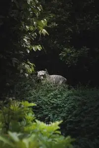 Photo of a Bengal Tiger in a Forest phone wallpaper background