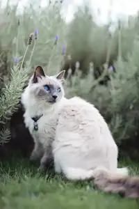 Side view of curious Thai cat in collar sitting on grassy lawn and attentively looking at distance..