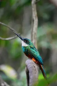 Side view of graceful green tailed jacamar bird with long beak sitting on tree branch in tropical...