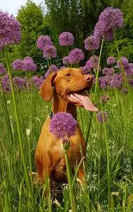Tan Dog Sits on Flower Field at Daytime phone wallpaper background