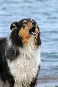 Collie Dog Water Bark To Protect phone wallpaper