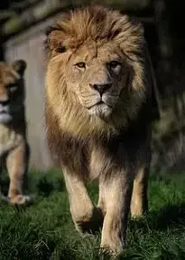 Lion Barbary Lion North African Lion phone wallpaper