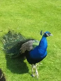 Peacock Garden Grass Majestic Bird phone wallpaper