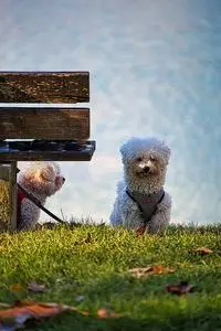 Dogs Park Fall Animals phone wallpaper