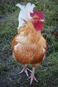 Haan Animal Poultry Mohawk phone wallpaper