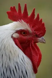 Haan Mohawk Animal Poultry phone wallpaper