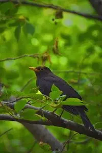 Bird Blackbird Natural Green Black phone wallpaper