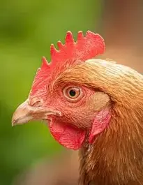 Hen Chicken Poultry Head Side phone wallpaper