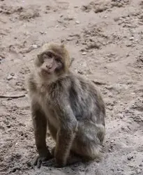 Monkey Primate Animal Nature Zoo phone wallpaper