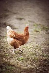 Chicken Animal Poultry Bird Farm phone wallpaper