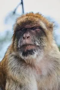 Animal Monkey Mammal Primate phone wallpaper
