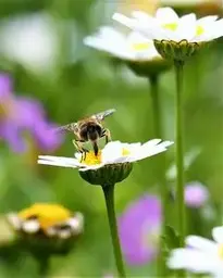 Daisy Flower Bee Insect Animal phone wallpaper