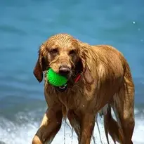 Dogs Beach Wet Play Summer Pet wallpaper
