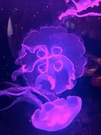 Jellyfish Underwater Transparent phone wallpaper