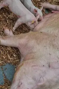 Pig Rookie Suckle Piggy Funny phone wallpaper