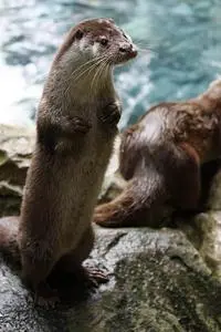 Animal Otter Aquatic Animal Species phone wallpaper