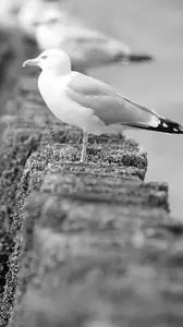 Black Backed Gull Bird Perched phone wallpaper