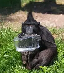 Monkey Primate Animal Wildlife phone wallpaper