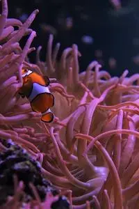 Clownfish Anemonefish Fish Aquarium phone wallpaper