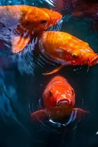 Natural Fishes Koi Good Luck Pond phone wallpaper