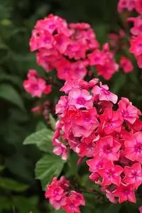 Flowers Garden Pink Bright Floral phone wallpaper