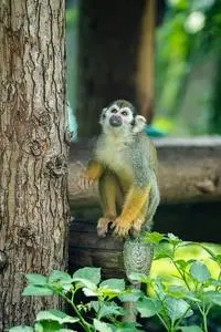 Monkey Primate Squirrel Monkey phone wallpaper