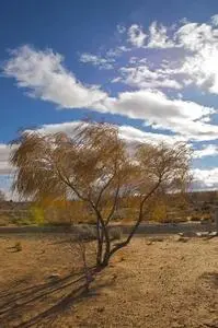 Tree Nature Landscape Fall Wind phone wallpaper