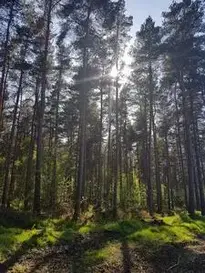 Wood Tree Landscape Nature phone wallpaper