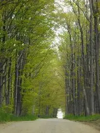 Road Path Trees Landscape Nature phone wallpaper