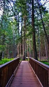 Bridge Trees Forest Natural Park phone wallpaper