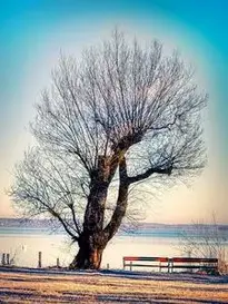 Tree Winter Nature Lake Benches phone wallpaper