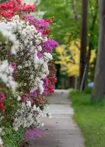 Flowers Urban Street City Spring phone wallpaper