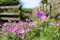 English Garden Summer Garden wallpaper