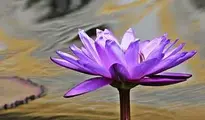 Water Lily, Nuphar Lutea, Aquatic Plant wallpaper