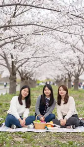 Friends Having A Picnic Under Cherry Blossom Trees During Spring Bloom