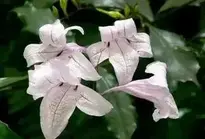 Pale Purple Flowers background wallpaper