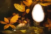 Woman Leaves, Water