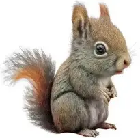 Squirrel. Add To Your Photo