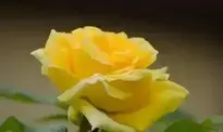 Yellow Rose Flower background wallpaper
