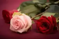 Red And Pink Rose Flowers background wallpaper
