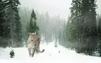 Persian Snow Leopard background wallpaper